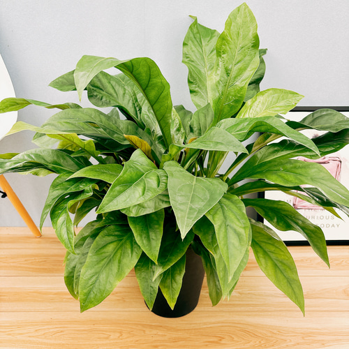 現品】アンスリウム・ジャングルブッシュ 7号 黒鉢 （2） 現品