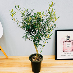 現品　創樹　オリーブの木　オリーブ　ネバディロブランコ　7　観葉植物　インテリア おしゃれ 観葉植物 選べる：オリーブの木 ネバディロブロンコ 7号*現品