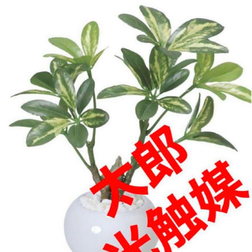 光触媒 人工観葉植物 ウォールグリーン フェイクグリーン シェフレラ