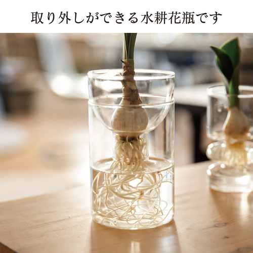 特別クーポン発行中！【お花も、球根栽培も、多肉植物も