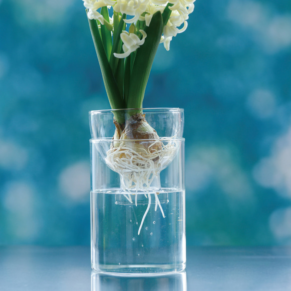 限定お買い得商品 特別クーポン発行中！【お花も、球根栽培も、多肉植物も 工芸品