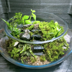 隠れ家付きテラリウム 観葉植物 溶岩石 レイアウト　生体飼育ケージも 隠れ家付き！苔テラリウム、観葉植物、溶岩石レイアウト、飼育