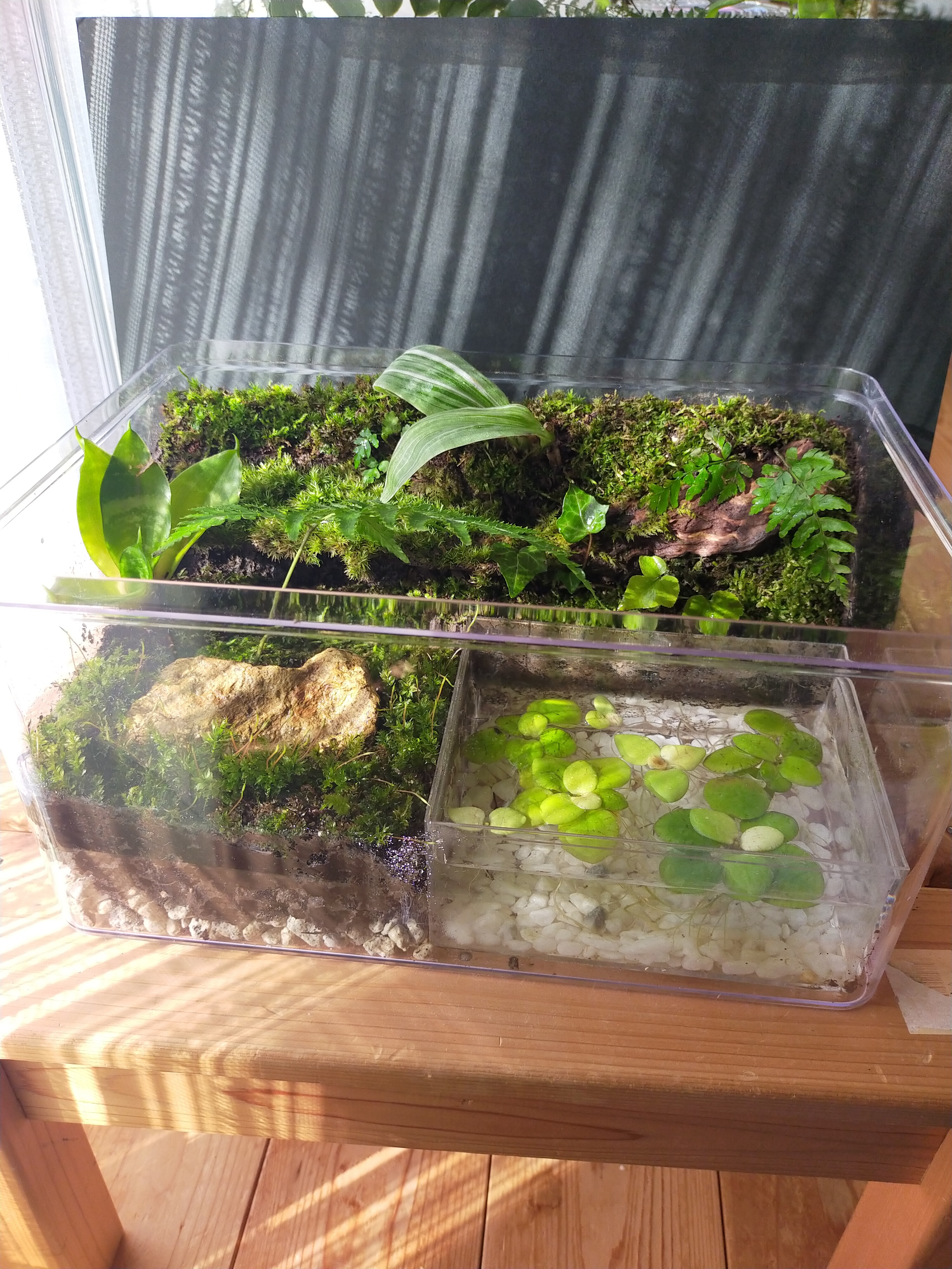 屋根付の隠れ家、自然の中の飼育箱④(加工蓋付き)