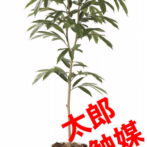光触媒 人工観葉植物 フェイクグリーン アムステラバーキング 1.6m 