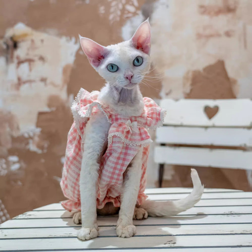 babythree　レア特別目ハート目　洋服を着てる子猫