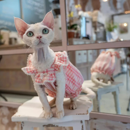 babythree　スーパーレアシークレット　洋服を着てる子猫 babythreeスーパーレアシークレット洋服を着てる子猫