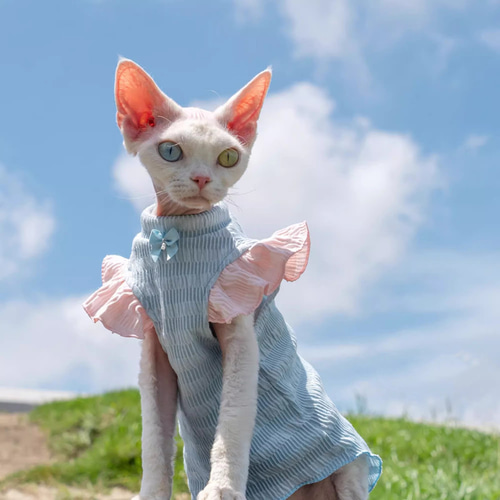 ねこねこ様　御専用　ドレス Cat in Wonderland ねこ助コラボ ドレス（青）【1月下旬より随時