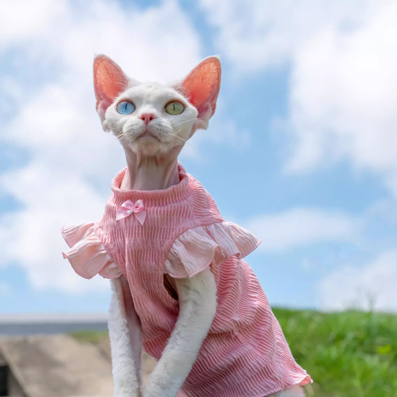 babythree　スーパーレアシークレット　洋服を着てる子猫