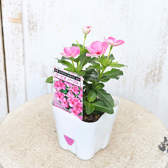 花苗 ビンカ ニチニチソウ びーだまパープル 3.5号ポット 多年草 夏の花 ピンク 秋までよく咲く 人気・おすすめ｜売れ筋商品・話題商品におすすめ 品質チェック済み 安心配送