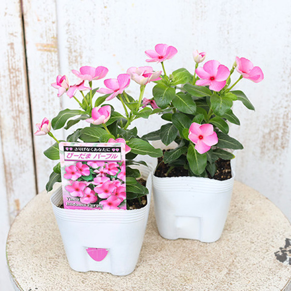 花苗 ビンカ ニチニチソウ びーだまパープル 3.5号ポット 多年草 夏の花 ピンク 秋までよく咲く 人気・おすすめ｜売れ筋商品・話題商品におすすめ 品質チェック済み 安心配送