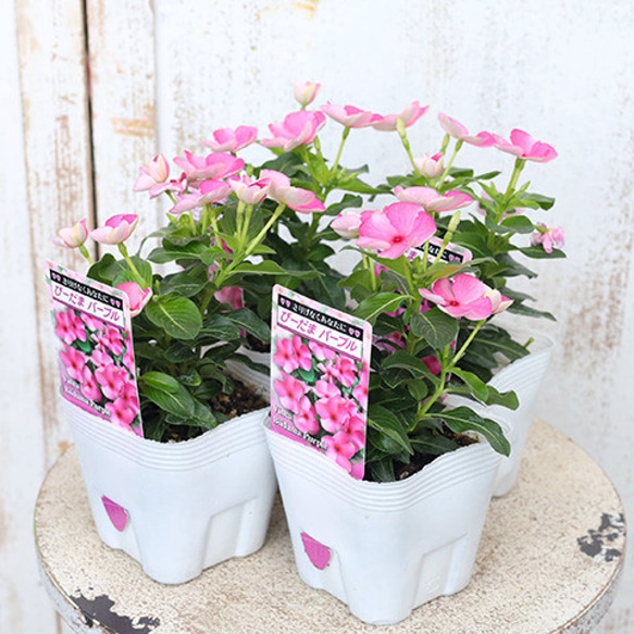 花苗 ビンカ ニチニチソウ びーだまパープル 3.5号ポット 多年草 夏の花 ピンク 秋までよく咲く 人気・おすすめ｜売れ筋商品・話題商品におすすめ 品質チェック済み 安心配送