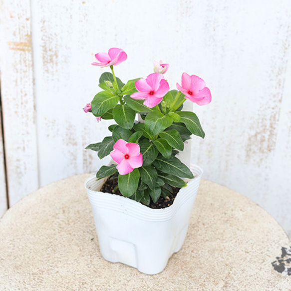 花苗 ビンカ ニチニチソウ びーだまパープル 3.5号ポット 多年草 夏の花 ピンク 秋までよく咲く 人気・おすすめ｜売れ筋商品・話題商品におすすめ 品質チェック済み 安心配送