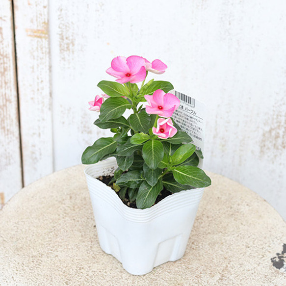 花苗 ビンカ ニチニチソウ びーだまパープル 3.5号ポット 多年草 夏の花 ピンク 秋までよく咲く 人気・おすすめ｜売れ筋商品・話題商品におすすめ 品質チェック済み 安心配送