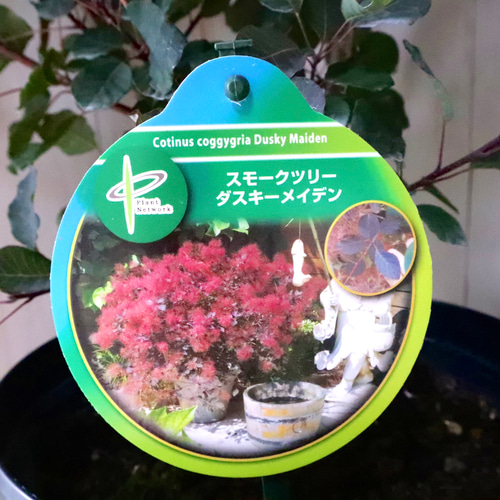 立派♡スモークツリー♡ダスキーメイデン♡8寸鉢♡ アートフラワー 