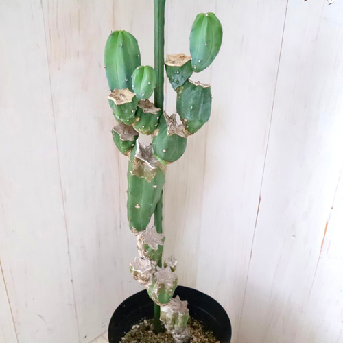 竜神木　リュウジンボク　ブランチ　1【現品】サボテン　観葉植物　屋外 gd8610_c8.jpg