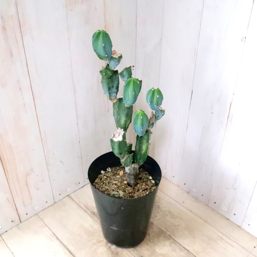 ブランチ仕立て♡竜神木♡柱サボテン♡多肉植物♡ アートフラワー nico