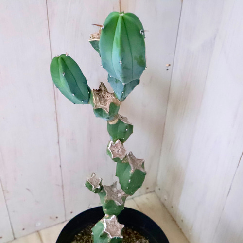 ブランチ仕立て♡竜神木♡柱サボテン♡多肉植物♡ アート
