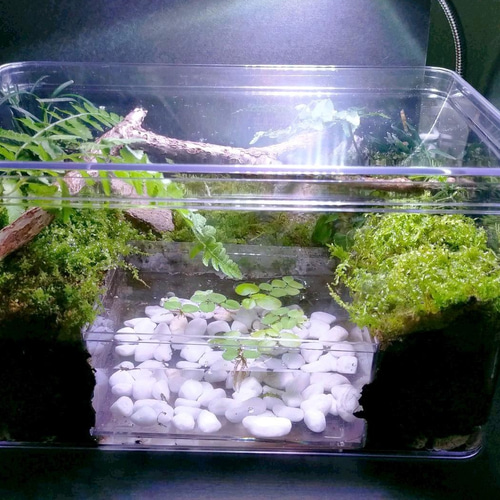 自然の中の飼育箱（フラットタイプ）、苔テラリウム、ビバリウム