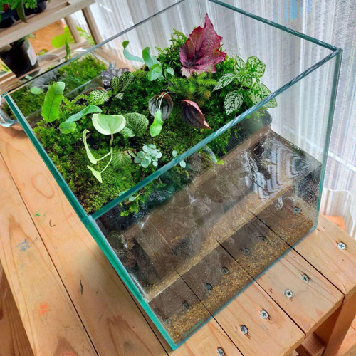 自然の中の飼育箱、小水槽、アクアリウム、苔テラリウム テラリウム