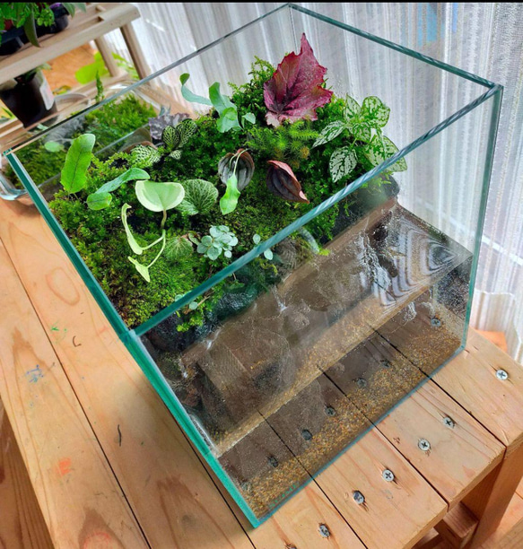 自然の中の飼育箱、小水槽、アクアリウム、苔テラリウム 