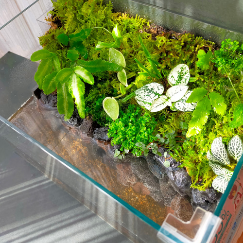 自然の中の飼育箱、小水槽、アクアリウム、苔テラリウム