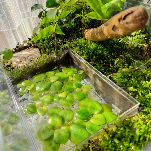 のぼり棒のある自然の中の飼育箱、苔テラリウム、加工蓋付き