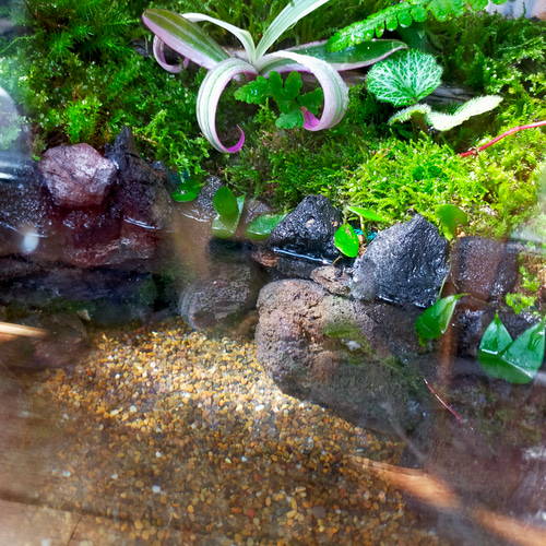 ❣️苔アート❣️ガラス水槽 自然風景レイアウト[送料込み] ❣️苔アート❣️ガラス水槽 自然風景レイアウト[送料込み]