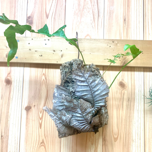 ドリナリア クエルシフォリアのコルク付けハンギング 多肉植物