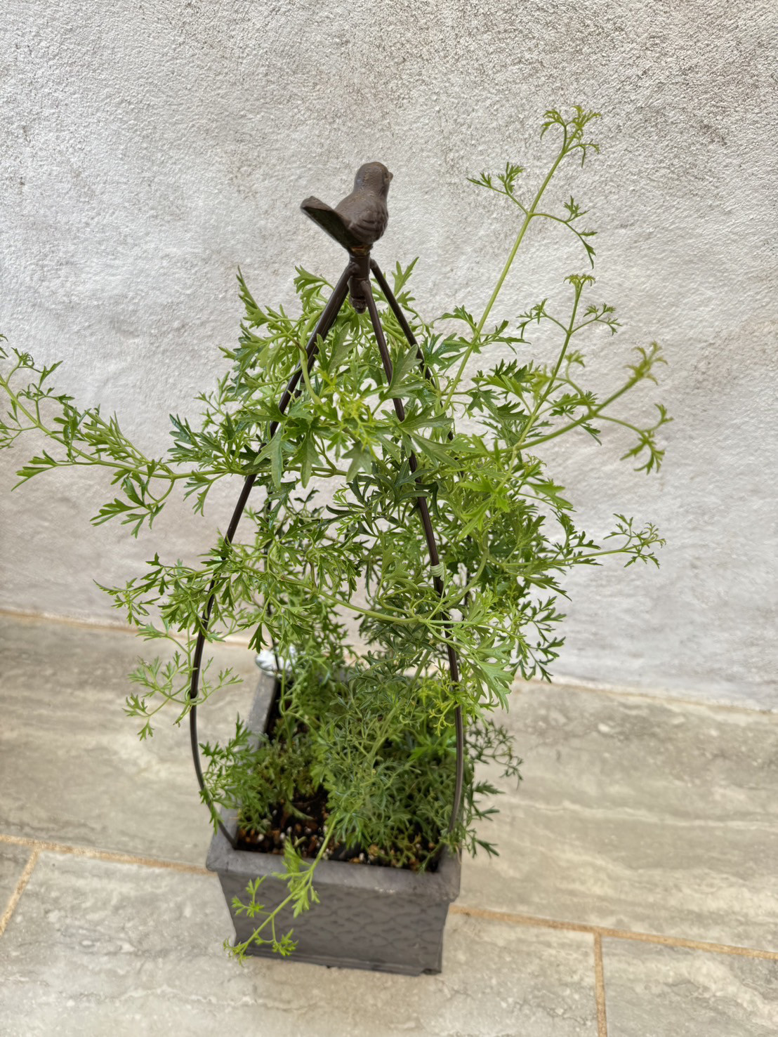 現品1点！クレマチスカートマニージョー✳︎LAURA ASHLEY✳︎トピアリー