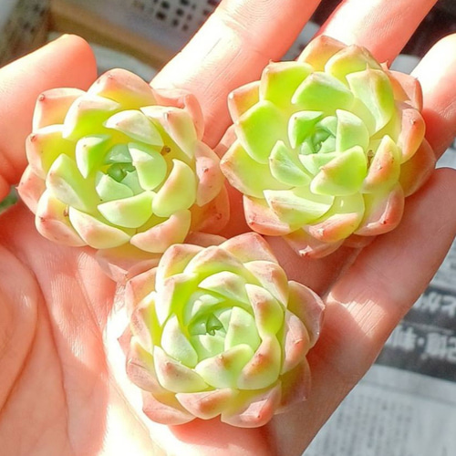 多肉植物(韓国苗) エケベリア シャーリー❣️ 多肉植物 ウォール