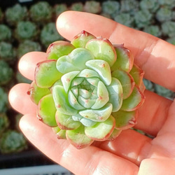 ステキ‼️ 多肉植物(韓国苗) エケベリア白月影(多頭)❣️ カット