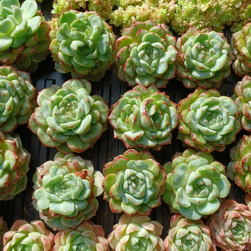 多肉植物 ブルーピーコック カット苗｜Yahoo!フリマ（旧PayPay
