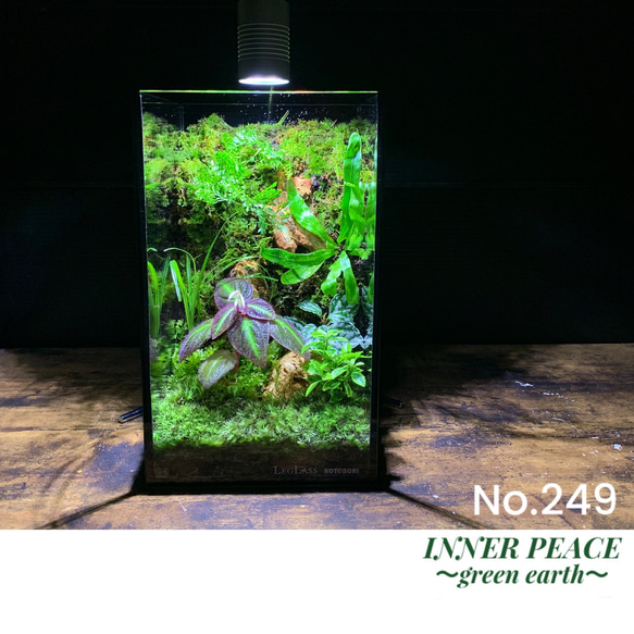 248 苔アート テラリウム ソネリラsp パープルタイプ 入り 完成品 
