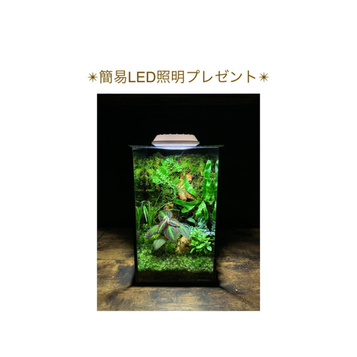 248 苔アート テラリウム ソネリラsp パープルタイプ 入り 完成