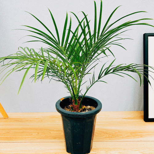 現品］1番 フェニックスロベレニー 観葉植物 室内 ヤシ プラスチック鉢