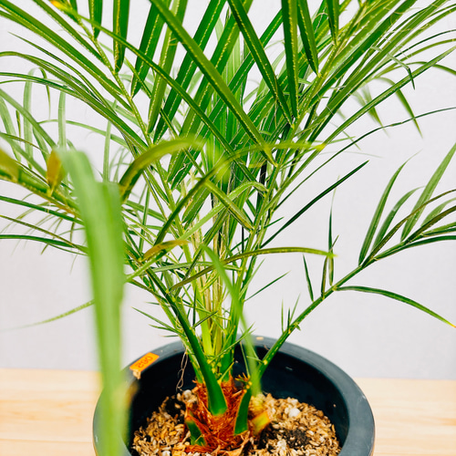 お買い得❣️ フェニックス　ロベレニー　6株セット ヤシ フェニックス・ロベレニー 【観葉植物 6号鉢／1個売り