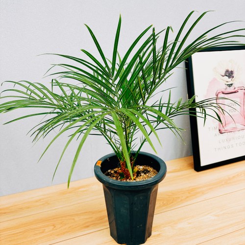 現品］1番 フェニックスロベレニー 観葉植物 室内 ヤシ プラスチック鉢