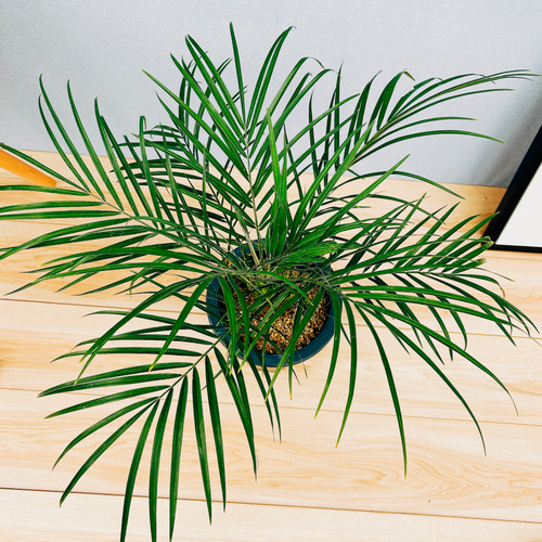 ヤシの木　フェニックスロベレニー　観葉植物 約60cm　初心者向き植物　南国 Phoenix_roebelenii_001-225x300.jpg