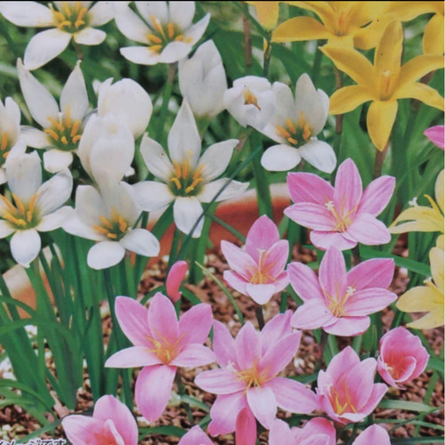 ゼフィランサス【芽だし球根⠀ミックス5球】植え送れた方へ画像の苗