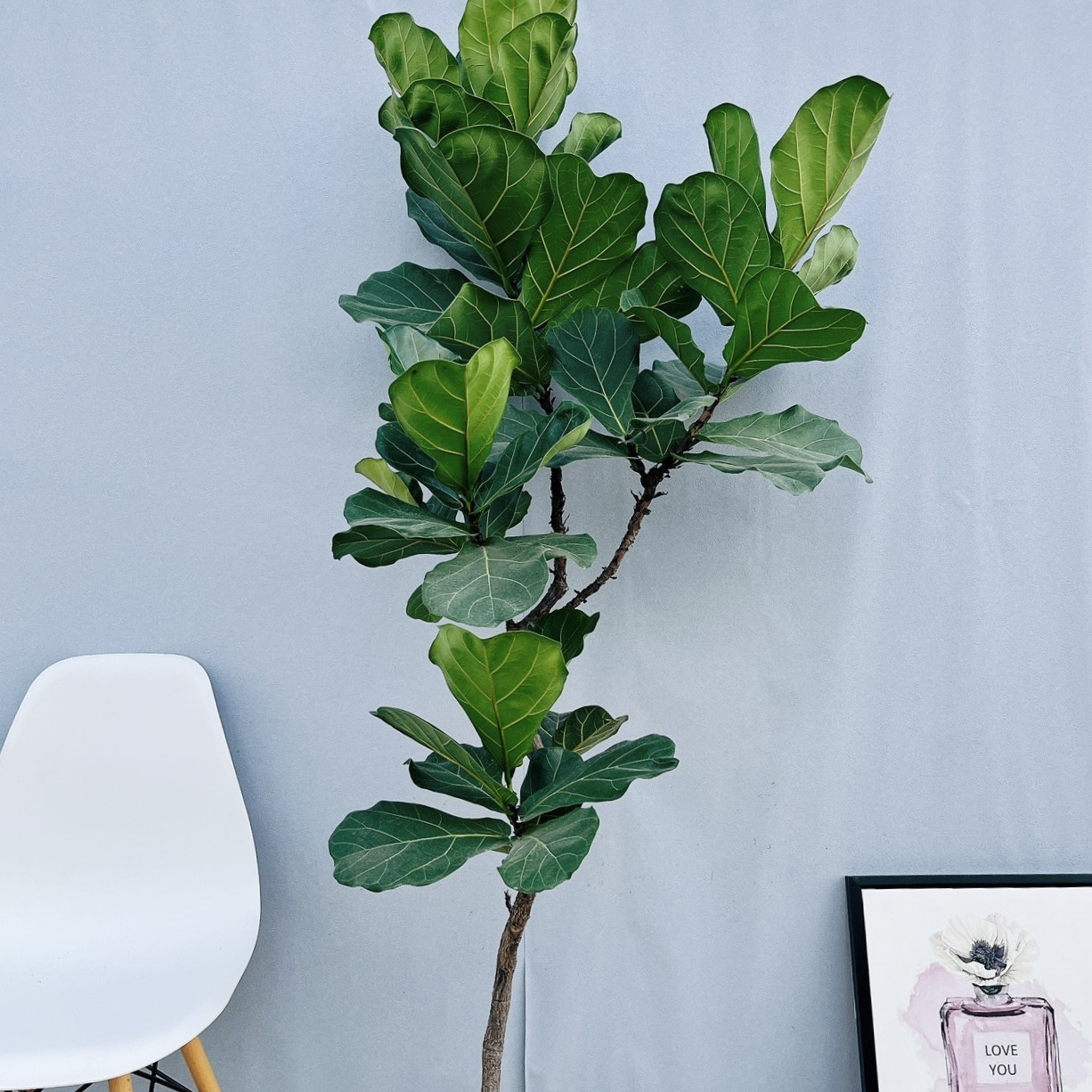 現品］4番 カシワバゴムの木 フィカス リラータ 曲がり 8号 観葉植物