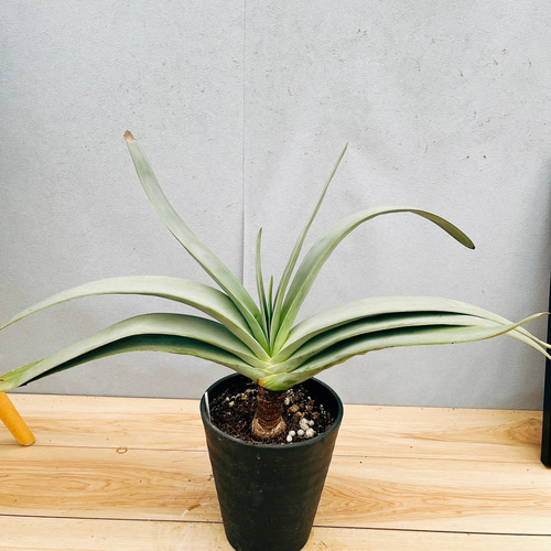 現品］1番 アロエ プリカティリス 6号 クマラ 観葉植物 室内