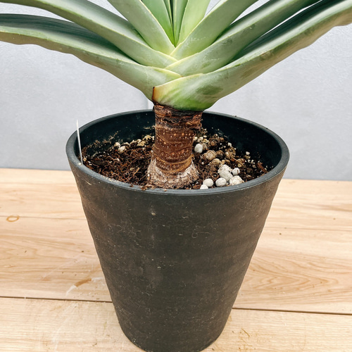 現品］1番 アロエ プリカティリス 6号 クマラ 観葉植物 室内