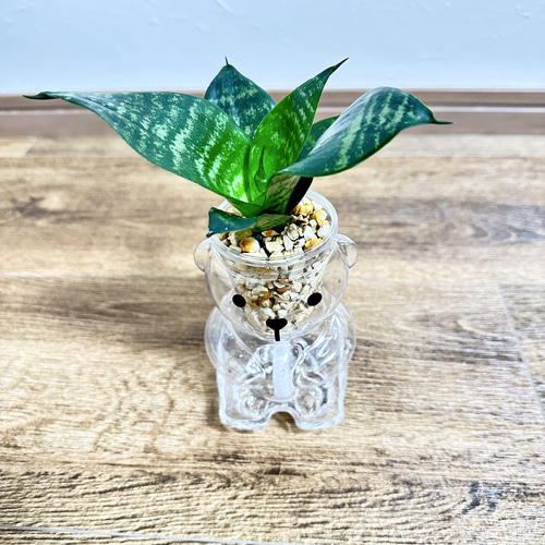 サンスベリア ゼラニカ その他置物 kumaプラ 通販 17960602｜Creema