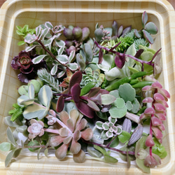 ❤️専用❤️多肉植物❤️そのまま飾れる寄せ植え❤️トナカイさん&シロクマさん❤️ ☆送料無料☆♡そのまま飾れる♡クリスマス☆トナカイの多肉植物寄せ