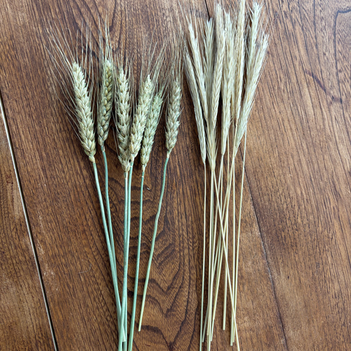 麦2種天然ドライフラワー（小麦15本ライ麦20本） ドライフラワー AI