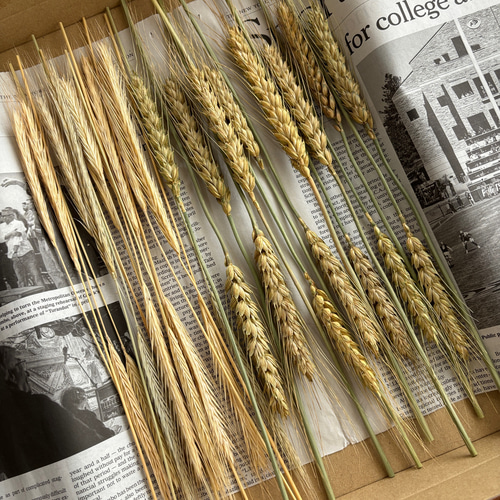 麦2種天然ドライフラワー（小麦15本ライ麦20本） ドライフラワー AI