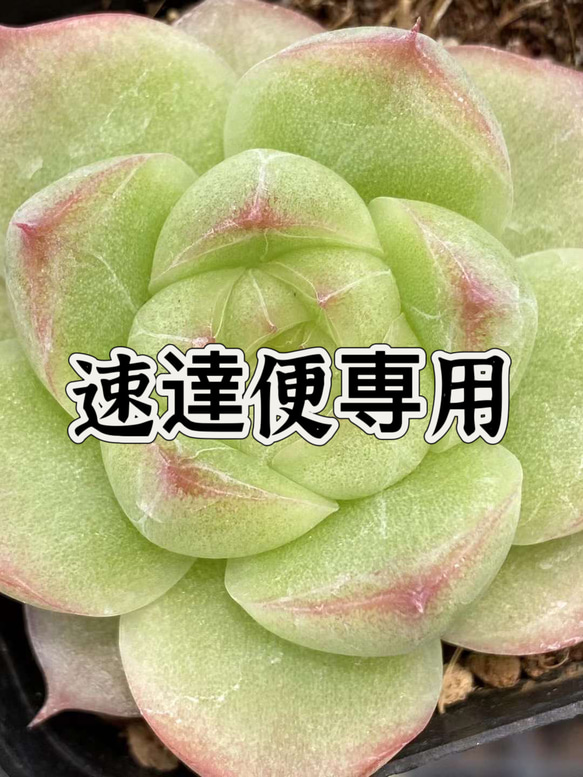 速達便専用ページ 1枚目の画像