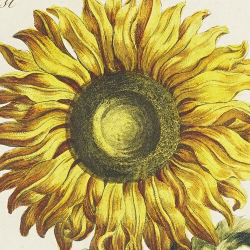 アートポスターNO.5(14478) 伊藤若冲 「海棠目白図」 日本画ポスター A3 マット その05 【フレーム