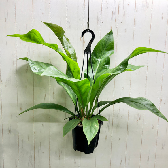 【現品】アンスリウム・ジャングルブッシュ　7号　黒鉢　（2） 現品】アンスリウム・ジャングルブッシュ 7号 Ⅱ 現品】アンスリウム