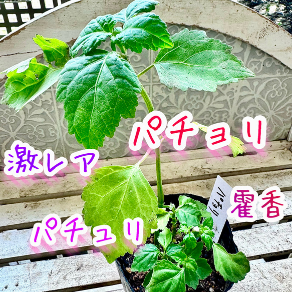 激レア パチョリ パチュリ 香水素材 入手困難 ハーブ 苗 エキゾチック